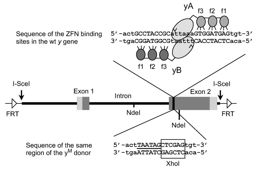 Figure from Beumer et al. (2006). Efficient gene targeting in Drosophila with zinc-finger nucleases. Genetics 172: 2391-2403 depicting zinc-finger nuclease cleavage of the yellow gene and its repair using a transgene template.
