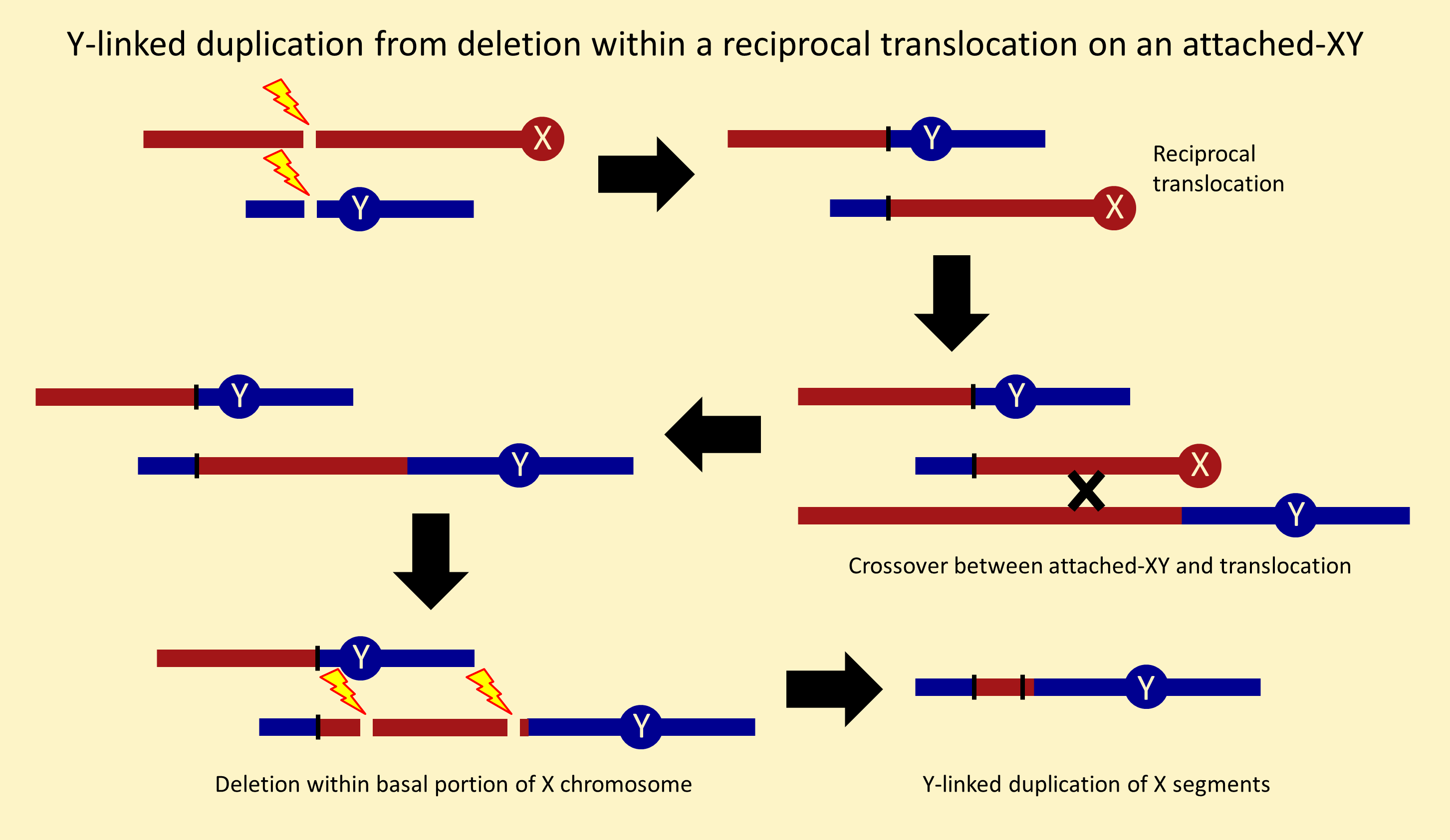  Y-linked duplication from deletion within a reciprocal translocation