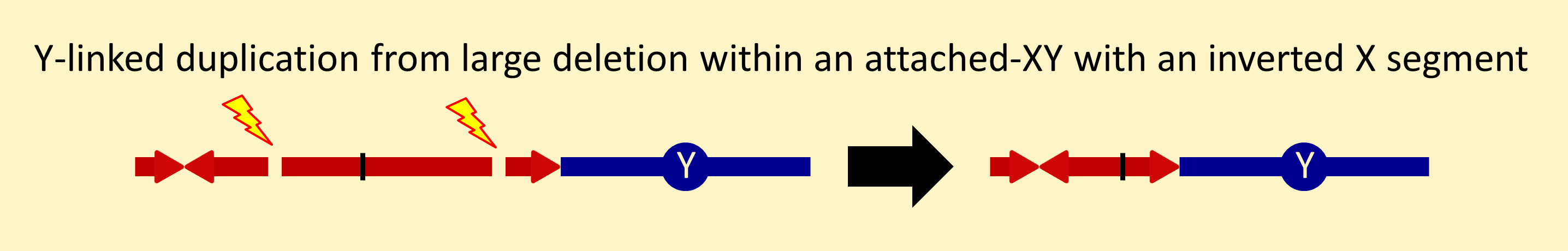Y-linked duplication from a deletion within an attached-XY carrying an inversion
