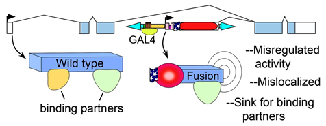 Figure depicting the consequences of intragenic insertion of the Hostile takeover construct originating in Singari et al. (2014), Inducible protein traps with dominant phenotypes for functional analysis of the Drosophila genome. Genetics 196: 91--105.