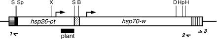 Figure of P{hsp26-pt-T}