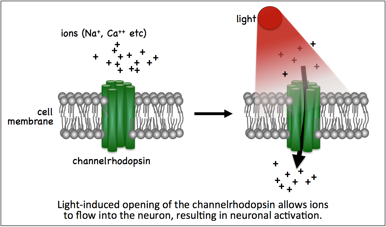 schematic of light activating channelrhopsin, causing it to open and ions to flow into the cell.