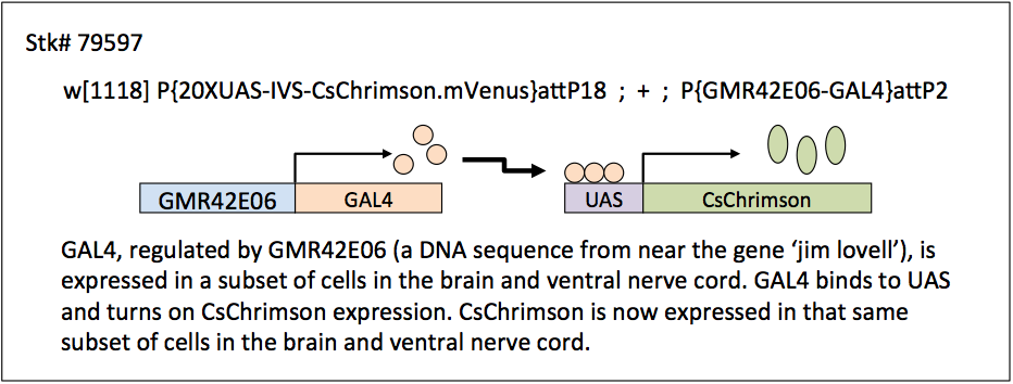 Schematic of GAL4/UAS system used to express channelrhodopsin in subsets of cells.  GAL4 is expressed in subsets of neurons, it then binds to UAS to activate transcription of the channelrhodopsin.