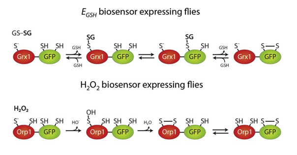 Redox sensor illustration originating in Albrecht et al. (2011), In Vivo Mapping of Hydrogen Peroxide and Oxidized Glutathione Reveals Chemical and Regional Specificity of Redox Homeostasis. Cell Metabolism 14: 819-829