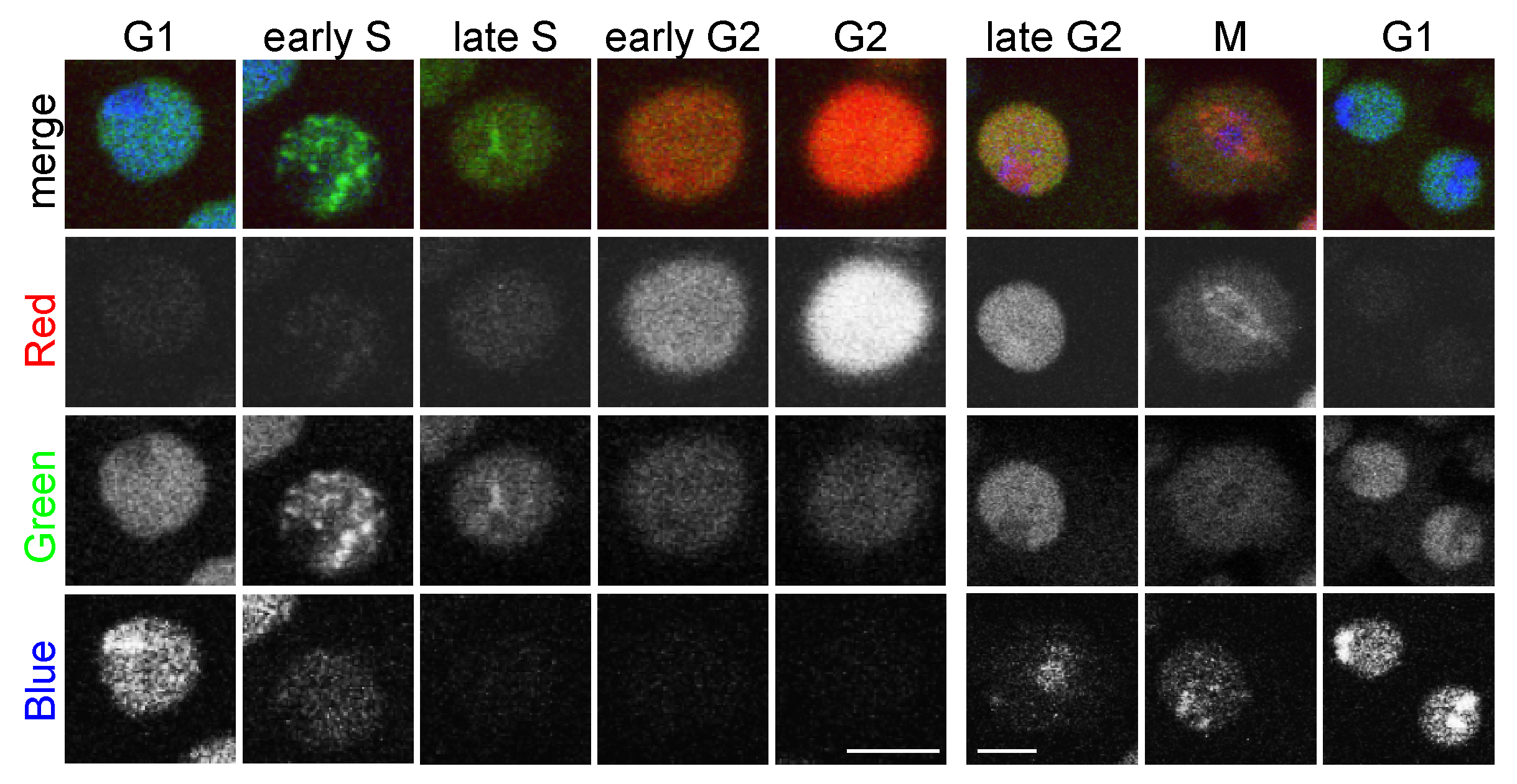 The panels in this figure show the expression of EBFP2 under control of Cdt1 regulatory sequences, the expression of tdTomato under the control of CycB regulatory sequences and the expression of EGFP under the control of PCNA regulatory sequences from the UAS-RGB.cct construct in the same cells during different cell cycle phases (G1, early S, late S, early G2, G2, late G2 and M)