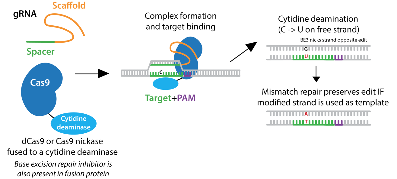 schematic of base-editor bidding DNA, the guide RNA biding target DNA, the deaminase changing C to U followed by repair of the other strand from G to A