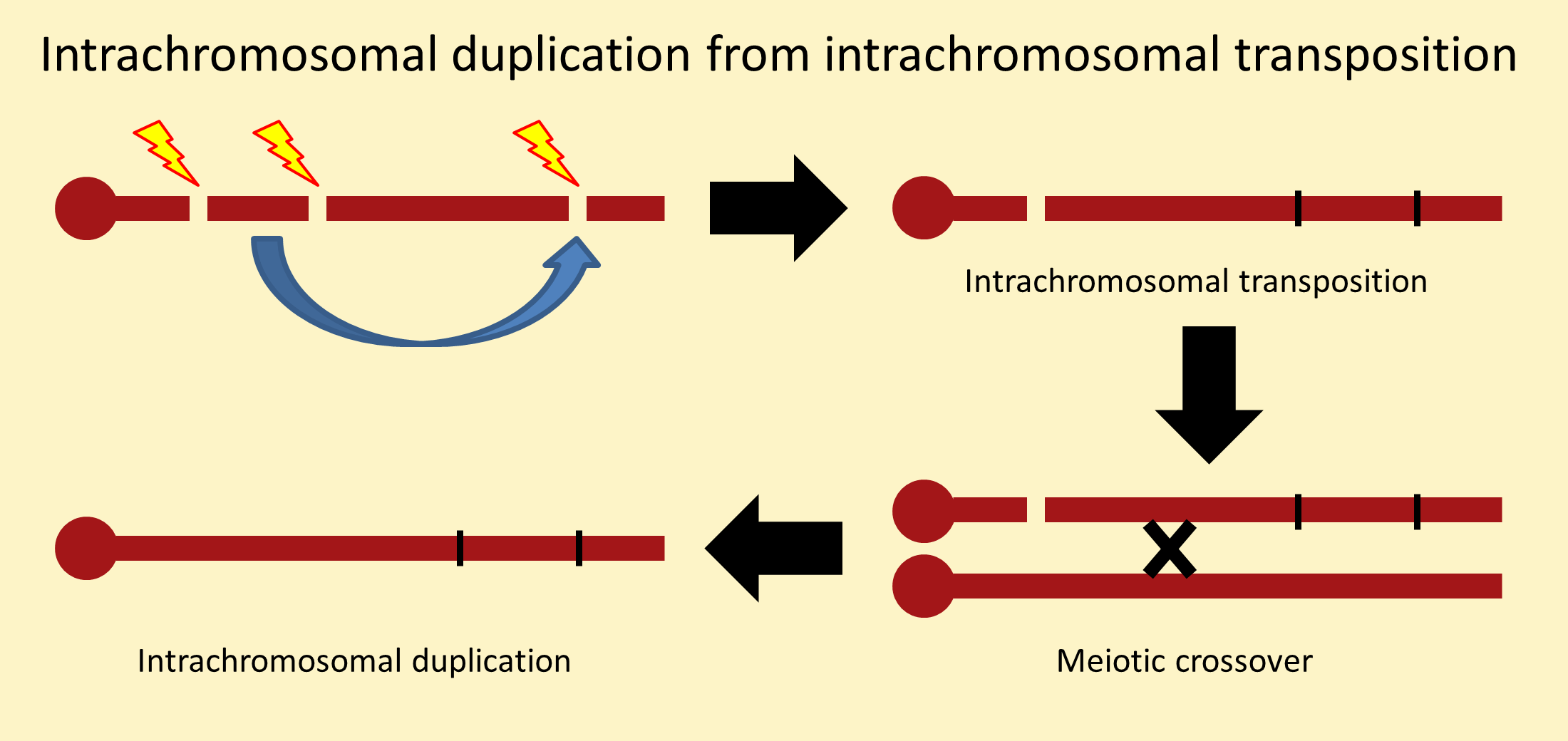 Transposition