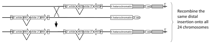 Progenitor 2