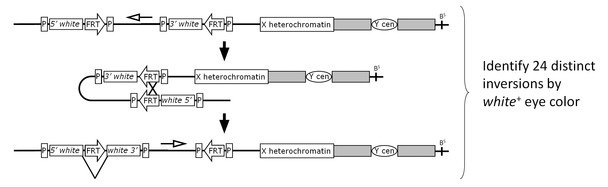 Inducing inversions using FLP recombinase