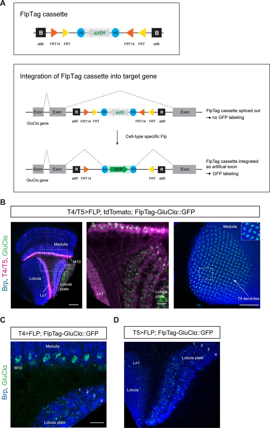 FlpTag can be switched on or off by a recombinase.
