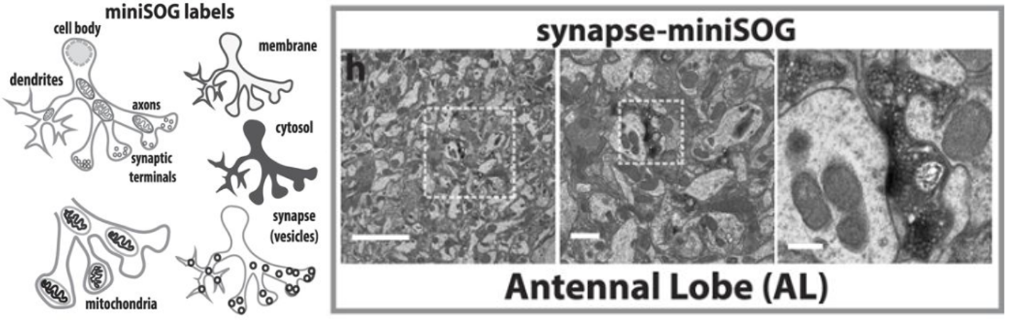 Cartoon from Ng et al. (2016) “Genetically targeted 3D visualisation of Drosophila neurons under Electron Microscopy and X-Ray Microscopy using miniSOG” Scientific Reports 6: 38863 