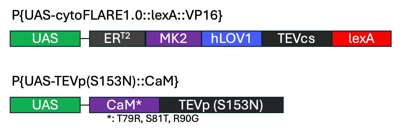 cytoFLARE constructs.