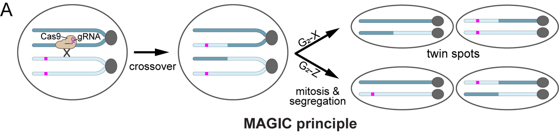 MAGIC principle