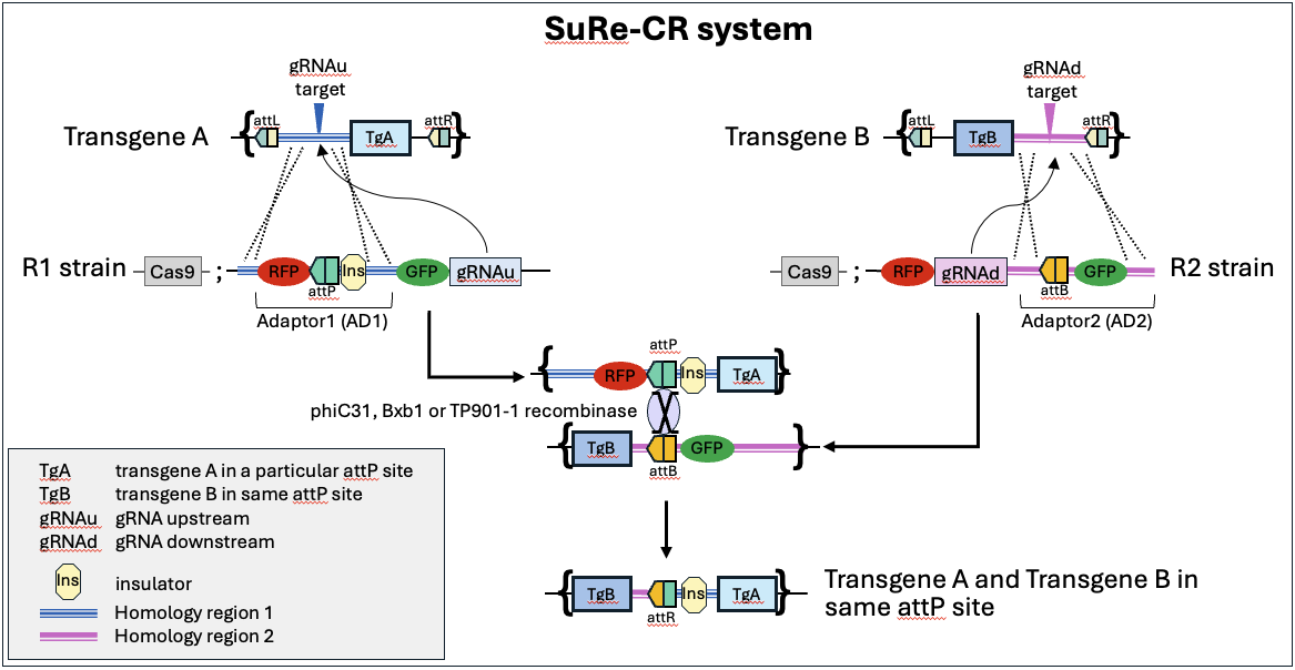 schematic of sure-cr system