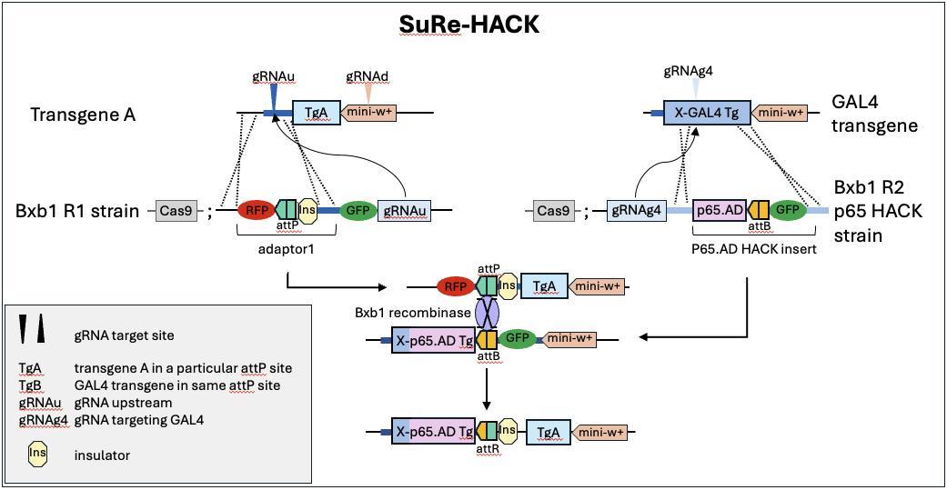 schematic of sure-hack system